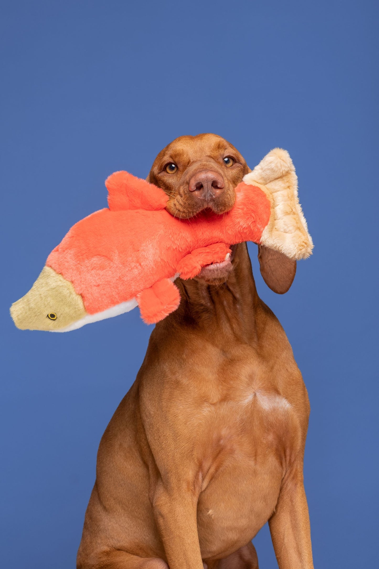 Fluff & Tuff Finn Koi - Squeakerless!