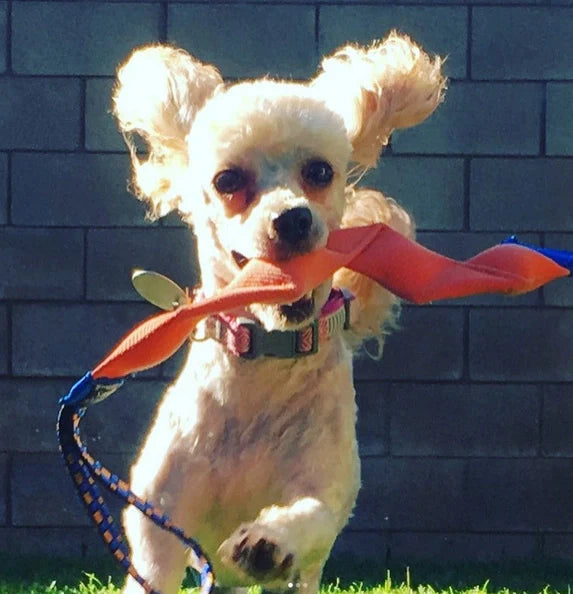 Fire Hose Wiggy Tug Toy